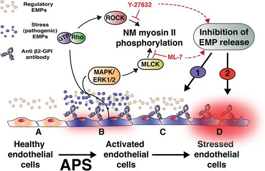 Constitutive release of microparticles from endothelium (regulatory EMPs, beige) may be an adaptive response to cell senescence and membrane turnover (A). In contrast, binding of anti-β2GPI antibodies that mediate APS induces a procoagulant, proinflammatory phenotype (B). The study by Betaputi et al shows that anti-β2GPI antibodies activate an intracellular signal transduction pathway that leads to phosphorylation of nonmuscle (NM) myosin II and the release of potentially pathogenic EMPs (blue) that reflect these alterations in endothelial function. Release of these pathogenic or “stress” EMPs may promote thrombosis and lead to gestational and other complications of APS. It is proposed that inhibition of NM myosin II phosphorylation will attenuate stress EMP-dependent pathogenic mechanisms (C) (1), but the effect of preventing release of regulatory EMPs on cellular adaptation to stress (D) (2) requires further investigation. The authors thank Dr Rudy Fuentes (University of North Carolina-Chapel Hill) for assistance in the development of this figure.
