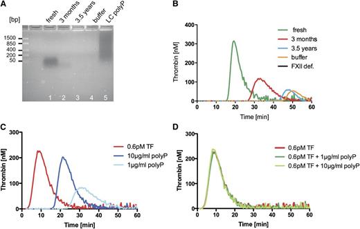 Figure 1. Time-dependent degradation and tissue factor (TF) addition blunt platelet polyP procoagulant activity. (A) Analysis of polyP stored for various times: 60 ng/lane of polyP was ran on a 2% agarose gel and visualized by negative DAPI staining. Lane 1 indicates freshly isolated platelet polyP; Lane 2, polyP stored for 3 months; Lane 3, 3.5-year-old platelet polyP (as provided to Faxälv et al); Lane 4, buffer; and Lane 5, long chain polyP. A molecular-weight DNA standard is given to the left. (B) Time-dependent loss of polyP procoagulant activity: real-time thrombin formation with fluorogenic substrate in normal human platelet-poor plasma triggered by the addition of 10 µg/mL of freshly prepared platelet polyP, platelet polyP stored for 3 months, 3.5-year-old polyP, and vehicle control (buffer). Thrombin formation triggered by fresh platelet polyP in FXII plasma is blotted for control (FXII def.). (C) Platelet polyP-triggered (1, 10 µg/mL) and TF-triggered (0.6 pM) thrombin formation in platelet-poor plasma. Agents were applied separately. (D) Thrombin generation by TF and a combined application of TF-platelet polyP. Graphs are representative of n = 5 experiments.