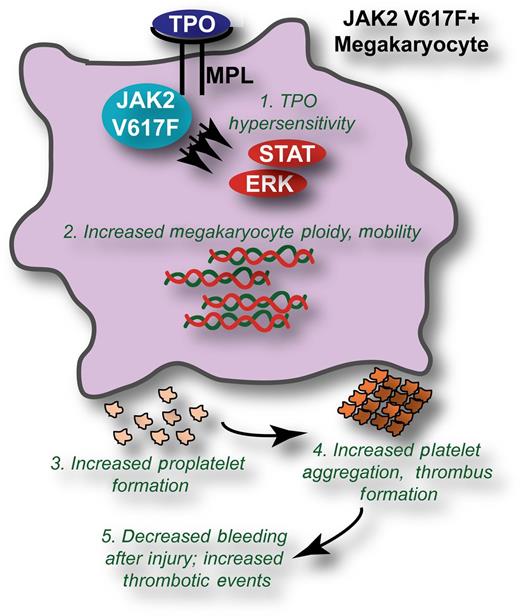 JAK2 V617F induces biological changes to megakaryocytes and platelets leading to increased thrombotic events. The presence of JAK2 V617F leads to (1) hypersensitive signaling through the thrombopoietin (TPO)/MPL pathway in megakaryocytes, leading to increased activation of downstream molecules such as signal transducer and activator of transcription 3 and extracellular signal-regulated kinase. Phenotypically, this manifests in (2) increased ploidy and mobility of JAK2 V617F megakaryocytes; (3) increased formation of proplatelets; and (4) increased aggregation, spreading, and thrombus formation of platelets. The ultimate consequence of these biological changes is (5) decreased bleeding volumes in response to injury and increased thrombotic events.