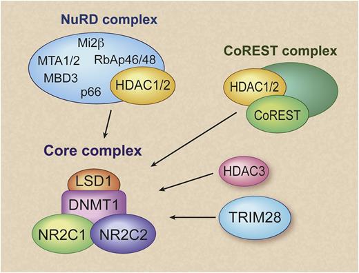 Cartoon showing possible repressor complexes formed through mutually exclusive recruitment of TRIM28, HDAC3, or the NuRD or CoREST complex by the DRED heterodimer of NR2C1 (formerly TR2) and NR2C2 (formerly TR4). The figure has been adapted with permission from Figure 8 in the article by Cui et al.5 Professional illustration by Debra T. Dartez.
