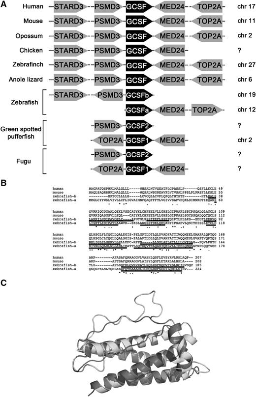 Figure 1. Gcsfa and Gcsfb are paralogous genes that arose from a gene duplication event early in teleost evolution. (A) Synteny analysis of Gcsf ligands across species. Data from chicken, green spotted pufferfish, and fugu are adapted from Santos et al.12 (B) Alignment of human, mouse, and zebrafish Gcsfa and Gcsfb with Clustal Omega (EMBL-European Bioinformatics Institute). Predicted α-helical regions are underlined, modeled on the structure of human GCSF. (C) Proposed structure of Gcsfa and Gcsfb, modeled on the structure of human GCSF; α-helical regions of Gcsfa and Gcsfb are underlined in panel B.