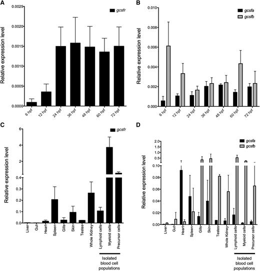 Figure 2. Expression levels of gcsfr, gcsfa, and gcsfb in embryonic and adult zebrafish. (A) qRT-PCR analysis of gcsfr in pooled whole zebrafish embryos at developmental stages listed along x-axis. (B) qRT-PCR analysis of gcsf ligands (gcsfa, black bars; gcsfb, gray bars) in pooled whole zebrafish embryos at developmental stages listed along x-axis. (C) qRT-PCR analysis of gcsfr in adult zebrafish tissues listed along x-axis. Lymphoid, myeloid, and precursor cells are different cell populations isolated by FACS from the adult WKM. (D) qRT-PCR analysis of gcsfa (black bars) and gcsfb (gray bars) in adult zebrafish tissues listed along x-axis. Lymphoid, myeloid, and precursor cells are different cell populations isolated by FACS from the adult WKM. Expression levels are relative to the housekeeping gene ef1α. All embryonic samples are biological triplicate preparations of at least 10 embryos per time point. All adult tissue samples are biological triplicate preparations from individual adult fish. All bars represent the mean of the samples, and error bars represent standard deviation.