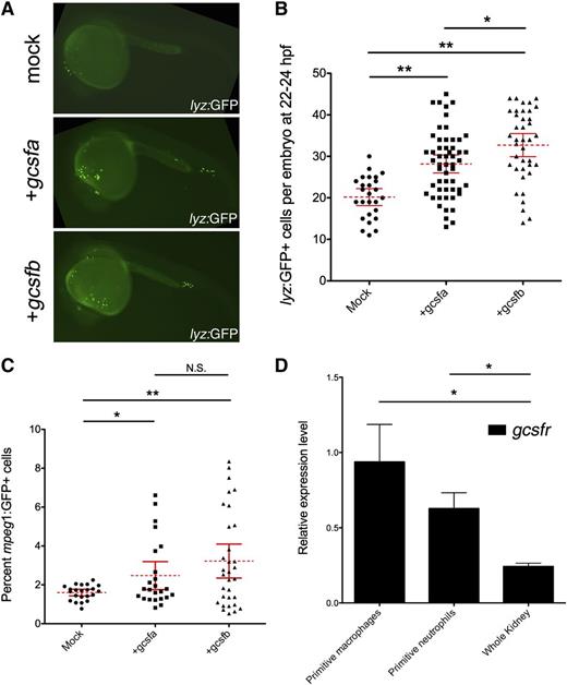 Figure 3. Gcsfa and Gcsfb ligands both expand primitive neutrophils and mφs in the zebrafish embryo. (A) Fluorescence images of 24-hpf lyz:GFP embryos injected at the 1-cell stage of development with PBS (mock) and either gcsfa or gcsfb mRNA. Fluorescent images taken on a Leica DMI-6000 inverted fluorescent scope with a Hamamatsu Photonics Orca 3CCD color digital camera (Hamamatsu, Japan) at ×50 and processed by Volocity (Perkin Elmer, MA) and Photoshop (Adobe Systems, San Jose, CA) software. (B) Numbers of lyz:GFP+ cells at 22 to 24 hpf (y-axis) after injection of scrambled MO (mock, circles) and in vitro transcribed gcsfa (squares) or gcsfb (triangles) mRNA. Mean (dashed red line) with 95% confidence interval (red error bars) and level of statistical significance. *P < .02; **P < .0001. (C) Percentage of mpeg1:GFP+ cells at 22 to 24 hpf (y-axis) after injection of PBS (mock, circles) or in vitro transcribed gcsfa (squares) or gcsfb (triangles) mRNA. Each data point corresponds to 5 embryos pooled together before digestion and flow cytometry. Mean (dashed red line) with 95% confidence interval (red error bars) and level of statistical significance. *P < .02; **P < .001. N.S., no significance. (D) Primitive mφs and neutrophils express the gcsf receptor. qRT-PCR analysis of gcsfr in FACS-isolated primitive mφs (mpeg1:GFP+ cells at 20-24 hpf), primitive neutrophils (mpx:GFP+ and lyz:GFP+ cells at 20-24 hpf), and adult zebrafish kidney (Whole Kidney). Levels are relative to the housekeeping gene ef1α. All samples are at least biological duplicate preparations. Bars represent the mean, and error bars represent standard error of the mean (SEM). *P < .05.