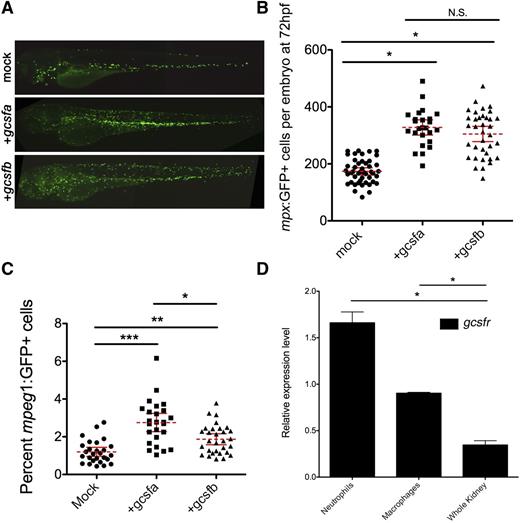 Figure 4. Gcsfa and Gcsfb expand definitive neutrophils and mφs in the zebrafish embryo. (A) Fluorescence images of 72 hpf mpx:GFP transgenic zebrafish injected with PBS (mock) and either in vitro–transcribed gcsfa or gcsfb mRNA. Fluorescent images taken on a Leica DMI-6000 inverted fluorescent scope with a Hamamatsu Photonics Orca 3CCD color digital camera at ×50 and processed by Volocity (Perkin Elmer) and Photoshop (Adobe Systems) software. Images shown are 2 images stitched together. (B) Numbers of mpx:GFP+ cells at 72 hpf (y-axis) after injection of PBS (mock, circles) and gcsfa (squares) or gcsfb (triangles) mRNA at the single-cell stage of development. Mean (dashed red line) with 95% confidence interval (red error bars) and level of statistical significance. *P < .0001. (C) Percentage of mpeg1:GFP+ cells at 72 hpf (y-axis) after injection of PBS (mock, circles) and gcsfa (squares) or gcsfb (triangles) mRNA. Each data point corresponds to 5 embryos pooled together before digestion and flow cytometry. Mean (dashed red line) with 95% confidence interval (red error bars) and level of statistical significance. *P < .003; **P < .0006; ***P < .0001. (D) At 72 hpf, mφs and neutrophils express gcsfr. qRT-PCR analysis of gcsfr in FACS-isolated macrophages (mpeg1:GFP+ cells at 72 hpf), neutrophils (mpx:GFP+ cells at 72 hpf), and adult zebrafish kidney (Whole Kidney) shown for reference. Levels are relative to the housekeeping gene ef1α. All samples are at least biological duplicate preparations. Bars represent the mean, and error bars represent SEM. *P < .0001.