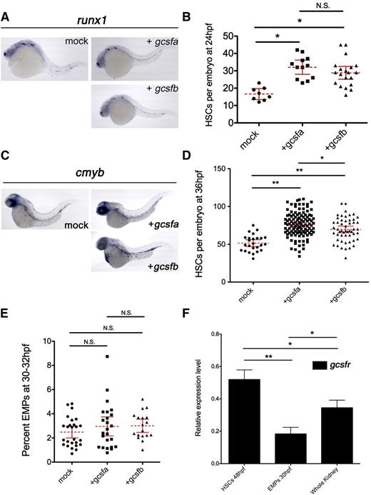 Figure 5. Gcsfa and Gcsfb expand HSCs but not EMPs in the zebrafish embryo. (A) WISH of 24 hpf embryos for runx1 after injection of PBS (mock) or in vitro–transcribed gcsfa or gcsfb mRNA at the single-cell stage of development. Bright field images taken on a Leica M165C upright dissecting scope with a Leica DFC295 color digital camera at ×6 and processed by Photoshop (Adobe Systems) software. (B) Numbers of runx1+ cells along the dorsal aorta and PBI region quantitated from 3 independent experiments as in panel A. Mean (dashed red line) with 95% confidence interval (red error bars) and level of statistical significance. *P < .0001. (C) WISH of 36 hpf embryos for cmyb after injection of PBS (mock) or in vitro–transcribed gcsfa or gcsfb mRNA at the single-cell stage of development. Bright field images taken on a Leica M165C upright dissecting scope with a Leica DFC295 color digital camera at ×8 and processed by Photoshop (Adobe Systems) software. (D) Numbers of cmyb+ cells along the dorsal aorta and CHT region quantitated from 3 independent experiments as in panel C. Mean (dashed red line) with 95% confidence interval (red error bars) and level of statistical significance. *P < .02; **P < .0001. (E) Percentage of lmo2:GFP+; gata1:DsRed+ EMPs at 30 to 32 hpf (y-axis) after injection of PBS (mock, circles) or in vitro–transcribed gcsfa (squares) or gcsfb (triangles) mRNA at the single-cell stage of development. Each data point corresponds to 5 embryos pooled together before digestion and flow cytometry. Mean (dashed red line) with 95% confidence interval (red error bars) and level of statistical significance. (F) qRT-PCR analysis of gcsfr in FACS-isolated HSCs (cmyb:GFP+; flk1:DsRed+ cells at 48 hpf), EMPs (lmo2:GFP+; gata1:DsRed+ cells at 30 hpf), and adult zebrafish kidney (Whole Kidney). Levels are relative to the housekeeping gene ef1α. All samples are at least biological duplicate preparations. *P < .05; **P < .0003.