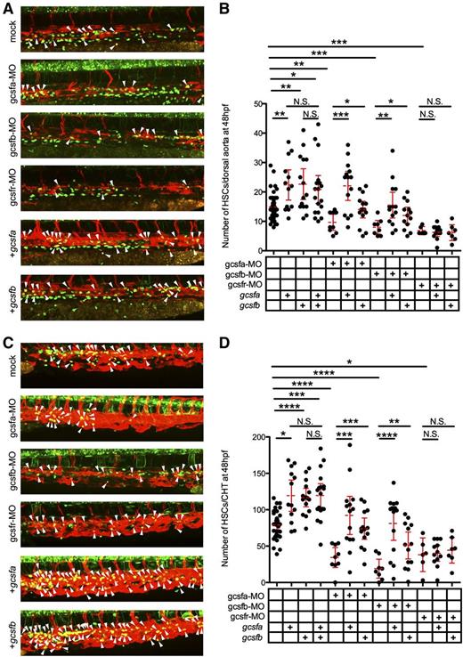 Figure 6. Gcsfa and Gcsfb expand HSCs in the zebrafish embryo. (A) Maximum projection of multiple z-stack images of the dorsal aorta region of 48 hpf cmyb:GFP+; flk1:mCherry+ transgenic animals after injection of PBS (mock, top), gcsfa-MO, gcsfb-MO, and gcsfr-MO, in vitro–transcribed gcsfa, and in vitro transcribed gcsfb at the single-cell stage of development. White arrowheads (yellow cells) denote double-positive HSCs located between the dorsal aorta and cardinal vein. Fluorescence images taken on a Leica TCS SP5 inverted confocal system at ×250 and processed by Volocity (Perkin Elmer) and Photoshop (Adobe Systems) software. (B) Numbers of HSCs (cmyb:GFP+; flk1:mCherry+) were enumerated from individual confocal z-stacks from the dorsal aorta region of 48 hpf cmyb:GFP+; flk1:mCherry+ transgenic animals as shown in panel A. Mean (dashed red line) with 95% confidence interval (red error bars) and level of statistical significance. *P < .05; **P < .01; ***P < .0002. (C) Maximum projection of multiple z-stack images of the CHT region of embryos shown in panel A. White arrowheads (yellow cells) denote double-positive HSCs located in contact with the vascular plexus of the CHT. Fluorescence images taken on a Leica TCS SP5 inverted confocal system at ×250 and processed by Volocity (Perkin Elmer) and Photoshop (Adobe Systems) software. (D) Numbers of HSCs (cmyb:GFP+; flk1:mCherry+) were enumerated from individual confocal z-stacks from the CHT region of 48 hpf cmyb:GFP+; flk1:mCherry+ transgenic animals as shown in panel C. Mean (dashed red line) with 95% confidence interval (red error bars) and level of statistical significance. *P < .003; **P < .006; ***P < .0004; ****P < .0001.