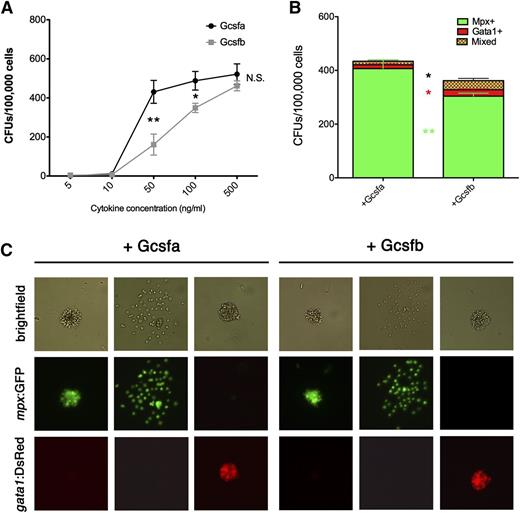 Figure 7. Gcsfa is more efficient than Gcsfb at expanding erythromyeloid HSPCs cells in the adult zebrafish. (A) Numbers of CFUs (combined erythroid, myeloid, and mixed) per 100 000 cells plated from unfractionated WKM grown with Gcsfa (black line, circles) and Gcsfb (gray line, squares) cytokine concentrations as listed along the x-axis. Each point represents the mean of biological triplicate experiments, and error bars represent the SEM of those triplicate experiments. Statistical significance represents the difference between Gcsfa and Gcsfb effects. *P < .08; **P < .03. (B) Breakdown of different CFU types per 100 000 cells plated from unfractionated WKM grown with 100 ng/mL of Gcsfa and Gcsfb in the presence of Epo. Green bars represent Mpx:GFP+ ruffled and spread colonies (Mpx+), red bars represent Gata1:DsRed+ compact colonies (Gata1+), and green/red checkered bars represent colonies with Mpx:GFP+ and Gata1:DsRED+ cells both present (Mixed). Bars represent the mean of biological duplicate experiments, and error bars represent the SEM of those experiments. Statistical significance represents the difference between Gcsfa and Gcsfb effects. *P < .09; **P < .04. (C) Images of representative colonies derived from unfractionated WKM after stimulation with 100 ng/mL of Gcsfa (left half of panel) or Gcsfb (right half of panel). All cultures also had carp serum, 10% bovine serum albumin, and Epo added. Brightfield (top row), mpx:GFP (middle row), and gata1:DsRed (bottom row) images are shown to illustrate representative colonies seen with these different growth conditions. Mixed colonies are not shown but were present in both cultures. Brightfield and fluorescent images taken on a Leica DMI-6000 inverted fluorescent scope with a Hamamatsu Photonics Orca 3CCD color digital camera at ×400 and processed by Volocity (Perkin Elmer) and Photoshop (Adobe Systems) software.