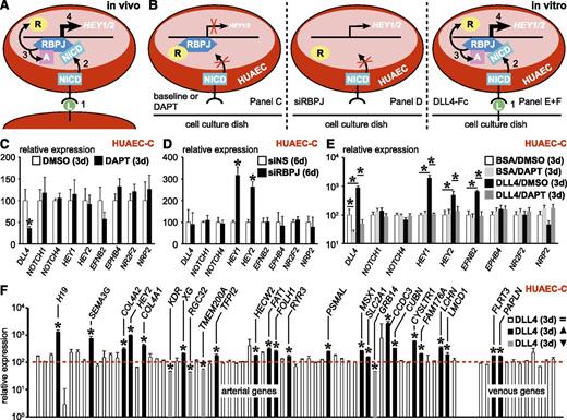 Figure 3. Reactivation of Notch signaling only partially restores arterial gene expression in HUAEC-C. Canonical Notch signaling is lost upon culture and its reactivation only partially restores the arterial signature in HUAECs. (A-B) Schematic diagrams showing 4 numbered consecutive steps during normal canonical Notch signaling in vivo (A) or under several experimental conditions in vitro (B), ie, in the presence of DAPT (left), siRNA against RBPJ (siRBPJ; middle), or Delta-like (DLL)4-Fc anchored to the cell culture dish (right). (C) Diagram representing expression (±SEM; n = 4) of several Notch pathway members and downstream genes in cultured HUAECs treated for 72 hours with DAPT (black) or dimethlysulfoxide (DMSO) (white) relative to DMSO. *P < .05 vs DMSO. (D) Diagram representing expression (±SEM; n = 4) of the same gene panel in cultured HUAECs treated for 6 days with siRBPJ (black) or nonsilencing siRNA (siNS; white) relative to siNS. *P < .05 vs siNS. (E) Diagram representing expression (±SEM; n = 4) of the same gene panel in cultured HUAECs treated for 72 hours with BSA/DAPT (light gray), BSA/DMSO (white), DLL4-Fc/DMSO (black), or DLL4-Fc/DAPT (dark gray) relative to BSA/DMSO. *P < .05 vs BSA/DMSO or DLL4-Fc/DMSO. (F) Diagram representing expression of all arterial (left) and venous (right) genes of the arteriovenous fresh profile in cultured HUAECs exposed for 72 hours to DLL4-Fc relative to BSA (red dotted line indicates expression in BSA-treated cells). Genes with no change in expression are in white, those that are upregulated are in black, and those that are downregulated are in gray. *P < .05 vs BSA. d, day.
