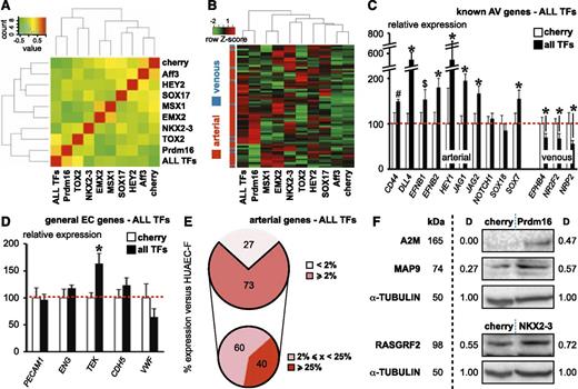Figure 4. Combined overexpression of 8 TFs robustly induces the arteriovenous fresh profile in HUVEC-C. Combined overexpression of 8 TFs significantly induces an arterial expression profile in cultured HUVECs. (A) Heatmap analysis of the arteriovenous fresh profile upon transduction of cultured HUVECs with Cherry control virus, lentivirus expressing 1 TF, or a combination of all 8 TF-expressing lentiviruses (ALL). The farther the condition is removed from the Cherry control condition (or the greener the color in the Cherry column for a certain condition), the better the induction of the arteriovenous fresh profile. Note that the gold standard, HEY2, certainly is not the best-performing individual TF. (B) Hierarchical clustering analysis of the arteriovenous fresh profile upon transduction of cultured HUVECs with Cherry control virus, lentivirus expressing 1 TF, or a combination of all 8 TF-expressing lentiviruses (ALL). Red color in the bar on the left represents an arterial gene, whereas the blue color represents a venous gene. Although almost all the genes are expressed at low levels (in green) in the Cherry control condition, each of the individual TFs, except for Aff3, upregulated a subset of (mostly arterial) genes in a largely complementary but in some cases overlapping fashion. As expected from the complementarity, the 8 TFs together induce the majority of the (arterial) genes. (C-D) Diagrams representing expression for classical arterial (C, left) or venous (C, right) or general endothelial (D) markers in cultured HUVECs transduced with Cherry control virus (white) or all 8 TF-expressing lentiviruses (ALL TFs) relative to Cherry control. *P < .05 vs Cherry control. (E) Pie diagram representing the proportion of arterial genes with expression levels < 2% (light pink) or ≥ 2% (light red) in cultured HUVECs transduced with all 8 TF-expressing lentiviruses (ALL TFs) relative to those in freshly isolated HUAECs (upper). Pie diagram representing, within the subset of arterial genes with ≥ 2% values, the proportion of genes with midrange (<25%; dark pink) or high-range (≥ 25%; dark red) expression (lower). (F) Western blot showing the validation of some genes being upregulated by TF overexpression. α-TUBULIN was used as loading control. D, proportional values for the density of the protein band; kDa represents expected protein size.