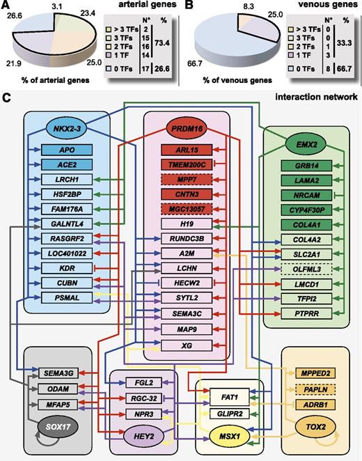 Figure 5. Individual TFs interact in a complex network to regulate the arteriovenous fresh profile. A schematic overview of the complex interaction by the TFs underlying the regulation of the arteriovenous fresh profile. (A-B) Pie diagrams representing the proportion of arterial (A) or venous (B) genes of the arteriovenous fresh profile regulated by 0 (blue), 1 (purple), 2 (orange), 3 (green), or >3 (beige) TFs. Corresponding absolute numbers are listed in the table on the right of the panel. (C) To summarize all information on the effect of TF overexpression on the arteriovenous fresh profile, we composed an interaction network of the 8 TFs and the arteriovenous fresh profile. Because Aff3 did not regulate any gene of the signature, nor was it regulated by the other TFs, it is not included in the network. Each TF hub (represented by rounded boxes) is drawn in a different color and interactions originating from each hub are shown by arrows (induction) or vertical lines (inhibition) in the corresponding color. Genes are assigned to the hubs according to the TF by which they were most strongly regulated. For those genes exclusively regulated by 1 TF, the box of that gene is drawn in dark color, whereas for genes that are regulated by >1 TF, the box is drawn in light color. TFs are in oval boxes, arterial genes are in rectangular boxes with full lines, and venous genes are in rectangular boxes with dashed lines.