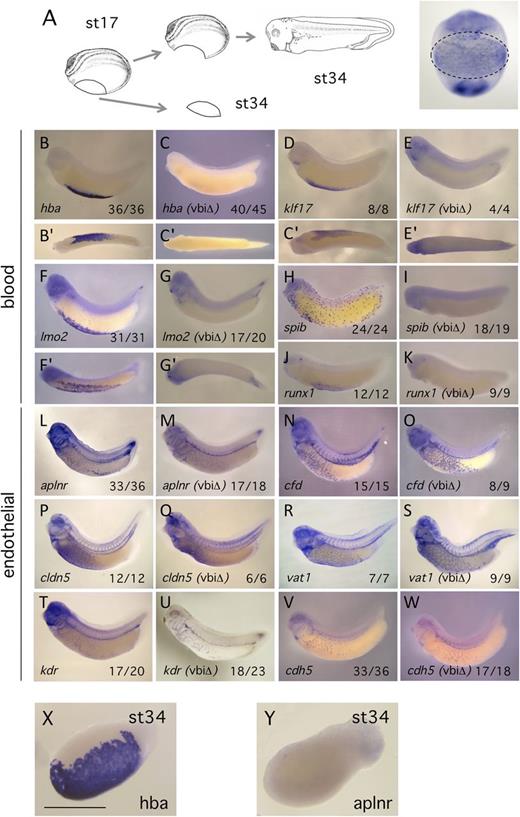 Figure 1. VBI excision causes a loss of blood markers, whereas EC markers appear unaltered. (A) Schematic of the VBI region excision and subsequent embryo culture. After culturing to tailbud, control and manipulated embryos were assayed by in situ hybridization using the probes indicated in the panels. All manipulated embryos are labeled as ΔVBI. (B-K) Excision of the VBI eliminates expression of hematopoietic markers in the embryo. (B′-G′) Ventral views of the blood island region. (L-W) Excision of the VBI produces no consistent alteration in the pattern or intensity of the embryonic endothelium. Proportion of embryos displaying the in situ pattern illustrated is presented at lower right of each panel. (X-Y) Explant tissues at equivalent of st34, stained for blood (hba1) and endothelial (aplnr) differentiation markers, respectively. Note the absence of positive staining for the endothelial marker. Scale bar is 100 μm.