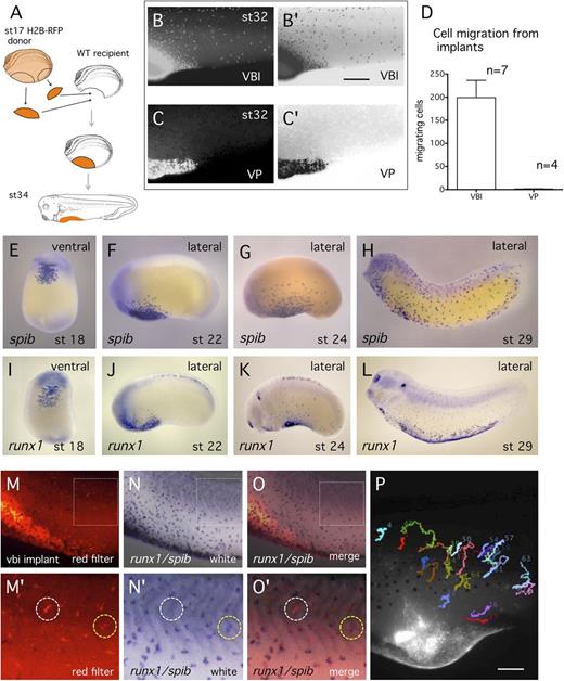 Figure 2. The majority of cells migrating from the VBI are myeloid. (A) Schematic of transplant of lineage labeled VBI tissue to unlabeled recipient embryo. (B-C) Red light images showing migration of lineage labeled cells from the VBI implant and VP implant, respectively. (B′-C′) Image reversal of B and C to enhance visualization of labeled cells. (D) Quantitation of labeled cells per embryo migrating from the VBI and VP implants at early tailbud (st24). (E-L) In situ hybridization detection of myeloid cells using spib and runx1 probes. The pattern of distribution and time of emigration from the VBI of lineage labeled cells closely resembles the spib/runx1+ population. (M-O′) Myeloid cells in lineage-traced embryos were detected by double in situ hybridization with combined runx1 and spib probes (blue cells). Cells migrating from the VBI were detected by red filter imaging. Higher magnification of boxed region is shown in M′-O′. Note that most lineage-traced cells were positive for the myeloid probes (yellow circle), whereas a small proportion was not (white circle). (P) Single frame from supplemental Video 2 of lineage labeled embryo from st36-42. Cells paths were tracked using MTrackJ.18 All labeled cells were observed to migrate over time, consistent with blood, but not EC behavior.