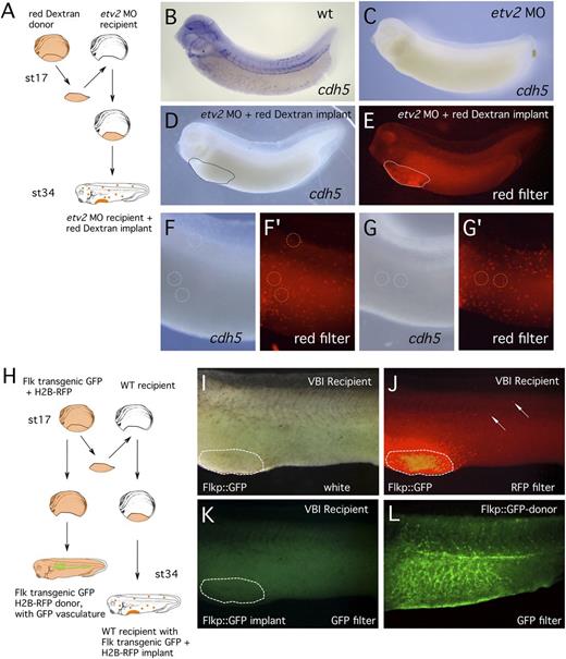 Figure 3. No VBI-derived cells were detected in the embryonic endothelium. (A) Schematic outline of Etv2 knockdown experiment. (B-C) In situ hybridization detection of endothelial differentiation marker (cdh5) in (B) control and (C) Etv2 knockdown embryo, showing elimination of marker gene expression. (D) Experimental embryo visualized after in situ hybridization for EC marker (cdh5). (E) The same embryo viewed under a red filter and showing abundance of lineage traced cells migrating from the implant. (F-G) White light images of 2 independent cdh5-stained embryos showing near absence of detectable ECs. Rare examples of staining are circled. (F′-G′) Red filter images of the same embryos shown in F and G. None of the red Dextran lineage-traced cells correspond precisely to the position of the in situ stain (circles). (H) Schematic outline of transgenic endothelial marker experiment, using Flkp::GFP donor tissue. (I-K) White light, red filter, and GFP filter images of the same implanted embryo. Although (J) abundant cells have migrated from the VBI implant, (K) none of these cells are expressing GFP marker consistent with ECs. (L) Transgenic embryo that contributed the VBI implant, showing prominent endothelial GFP expression.