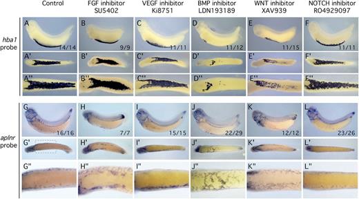Figure 4. Growth factor inhibitor screen shows BMP signaling is necessary for erythroid development and inhibitory for EC specification. All embryos were treated with inhibitor starting at st13 and assayed by in situ hybridization at st32. Blood differentiation marker was hba1 and the EC differentiation marker was aplnr. Inhibitors are indicated at the top of each column. (A,G) Control embryo treated with dimethylsulfoxide carrier. (B,H) Inhibition of the FGF signaling pathway using the specific inhibitor SU5402. (C,I) Inhibition of the VEGF signaling pathway using the specific inhibitor Ki8751. (D,J) Inhibition of the BMP signaling pathway using the specific inhibitor LDN193189. (E,K) Inhibition of the WNT signaling pathway using the specific inhibitor XAV939. (F,L) Inhibition of the NOTCH signaling pathway using the specific inhibitor RO4929097. For each treatment and probe, the same embryo is shown in a lateral, ventral (′), and magnified ventral (″) view. Of the experimental treatments, inhibition of BMP signaling had the most dramatic effect on reducing blood differentiation while enabling EC differentiation. Numbers at lower right of the lateral view panel indicate the number of embryos displaying the illustrated phenotype.