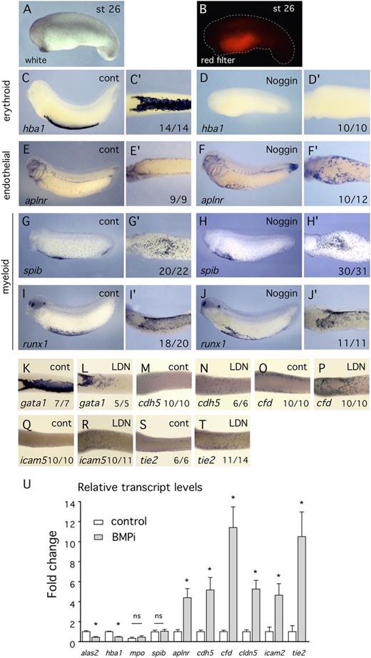 Figure 5. Use of the BMP inhibitor protein, Noggin, confirms that BMP signaling is required for erythroid specification and inhibits EC differentiation. (A-B) White light and red filter images, respectively, of the same embryo showing targeting of Noggin expression to the VBI region. The reporter for protein distribution is H2B-RFP. (C-T) All embryos were assayed by in situ hybridization at st32 using probes indicated at lower left of each panel. Number of embryos showing illustrated effect is at lower right. (C-J′) Embryos treated with Noggin. An enlarged ventral view (′) is provided for each embryo. (C-F′) Inhibition of BMP signaling using Noggin results in elimination of blood marker expression (hba1) and appearance of EC marker expression (aplnr) in the ventral region. (G-J′) Inhibition of BMP signaling using Noggin has no effect on expression of myeloid markers (spib and runx1). (K-T) Ventral view of controls and embryos treated with LDN193189. Erythroid marker expression assayed with gata1 is decreased, whereas expression of endothelial differentiation markers is increased. (U) qPCR analysis of VBI explant tissue treated with the BMP inhibitor, LDN193189, from st13 to st32. Compared with controls, erythroid marker expression is decreased, myeloid marker expression is unchanged, and endothelial marker expression is increased.