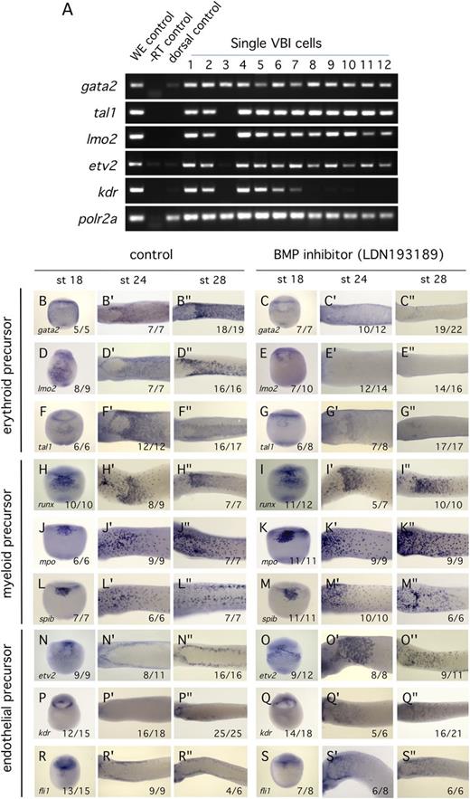 Figure 6. Inhibition of BMP signaling results in reduction in expression of blood precursor markers and persistence of expression of endothelial precursor markers. (A) Single cell PCR analysis of precursor gene expression in st17 VBI. Individual cells were isolated from dissected VBI mesoderm layer and transcripts assayed by PCR. Whole embryo (WE) tissue was used as a positive control. A single cell from the dorsal region of the st17 embryo was used as a negative control for B/EC expression. Transcripts for RNA polymerase II, polr2a, were used as a reference standard. Method details can be found in supplemental Materials. Cell number 3 is probably an endodermal contaminant. Note that the EC precursor markers kdr and etv2 are coexpressed with hematopoietic precursor markers gata2, tal1, and lmo2. (B-S″) Time course of precursor marker expression in VBI. Treatment with BMP inhibitor commenced at st13. All embryos were assayed by in situ hybridization using the probe indicated. All views are ventral. Embryonic stages assayed are indicated at the top of each column. Erythroid precursor markers are gata2, lmo2, and tal1. Myeloid precursor markers are runx1, mpo, and spib. Endothelial markers are etv2, kdr, and fli1. Numbers at the lower right of each panel indicate the proportion of embryos displaying the illustrated phenotype.