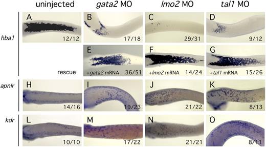 Figure 7. Inhibition of the erythroid transcriptional program enables expression of endothelial markers. All embryos were assayed by in situ hybridization at st32. Ventral views are presented for all embryos. MO treatment is indicated at the top of each column. (A-D) Knockdown of Gata2, Lmo2, or Tal1 activity reduced erythroid differentiation marker expression (hba1) relative to controls. (E-G) Specificity of MO knockdown was demonstrated by efficient rescue after coinjection of MO plus the cognate mRNA. (H-O) Knockdown of Gata2, Lmo2, or Tal1 resulted in high level expression of EC markers (aplnr and kdr) at the ventral midline compared with controls. Numbers at the lower right of each panel indicate the proportion of embryos displaying the illustrated phenotype.