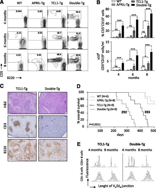 Figure 1. APRIL accelerates leukemic onset in TCL1-Tg mice. (A) Detection of peripheral blood leukemic B cells in 4-, 6-, and 8-month-old mice belonging to the 4 different genotypes. CD5+/B220– CLL cells were discriminated on CD19+ gated B cells. (B) Bar graphs representing percent of CD5+CD19+ cells (top) or CD5+CD19+ absolute numbers (bottom). (C) Spleens from double-Tg mice show a grossly disturbed architecture with indistinguishable B- and T-cell areas, a hallmark of advanced disease stage. Representative consecutive spleen sections of 4-month-old mice with indicated genotypes (n = 3 per genotype) stained with hematoxylin and eosin, CD3, and B220. Magnification ×40. (D) Kaplan-Meier survival curve for the 4 different genotypes: WT, APRIL-Tg, TCL1-Tg, and double-Tg. Mean life span (days) is indicated on the TCL1-Tg and double-Tg survival curves. Log-rank test P = .0011 as significance level comparing TCL1-tg with double-Tg mice. (E) TCL1-Tg and double-Tg leukemic cells are characterized by the same B-cell receptor clonality peak patterns. RNA from sorted normal B cells (B220high/CD5–) and leukemic B cells (B220dull/CD5+) was used to assess B-cell receptor clonality by analysis of CDR3-family VDJ genes. Spectra of individual mice age 4 and 8 months showing an oligoclonal arising leukemic population in both genotypes. ns, not significant. *P < .05; ***P < .005.