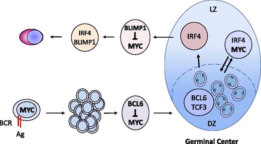 Figure 1. MYC expression and regulation in the formation of the normal GC reaction. MYC is initially expressed in B cells after interaction with antigens and T cells and is essential for GC formation. The subsequent up-regulation of BCL6 represses MYC and initiates the formation of the GC dark zone (DZ). MYC is reexpressed in a subset of cells of the light zone (LZ) after NF-κB up-regulation that will reenter into the DZ for subsequent rounds of IG somatic mutations. MYC-negative cells in the LZ exit the GC as memory cells or early plasmablasts. BLIMP1 induction will promote plasma cell differentiation and repress MYC.