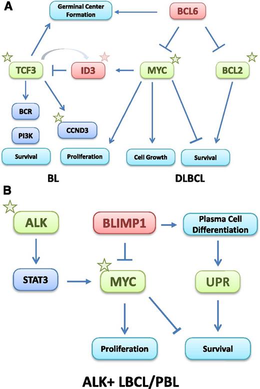 Figure 2. Oncogenic mechanisms of MYC in aggressive mature B-cell lymphomas. (A) In BL and DLBCL, MYC is activated by gene translocations or amplifications. Activation of the TCF3/ID3 pathway cooperates with MYC in BL, whereas BCL2 and/or BCL6 translocations are the cooperating mechanisms in DLBCL. (B) In PBL, MYC is activated by translocations, whereas in ALK-positive large B-cell lymphomas, MYC is up-regulated indirectly by the oncogenic effect of ALK and STAT3 activation. In both tumors, MYC activation overcomes the suppressor effect of BLIMP1. The activation of the unfolded protein response may be a survival mechanism to counterbalance the proapoptotic function of MYC. Stars represent somatic mutations and green and red boxes indicate activating and suppressing mechanisms, respectively.
