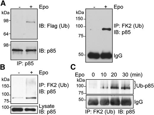 Figure 1. p85 becomes ubiquitinated upon Epo stimulation. (A) γ2A/HA-EpoR/JAK2 cells transiently expressing p85 and Flag-tagged Ub were stimulated with Epo for 15 minutes. Immunoprecipitated p85 under nondenaturing conditions was blotted with the indicated antibodies. (B) Ubiquitinated p85 was also detected by immunoprecipitation using FK2 antibody–conjugated beads under denaturing conditions and immunoblotting for p85. (C) Epo induces endogenous p85 ubiquitination in primary Ter119− erythroid progenitor cells. FK2, anti-ubiquitinated proteins antibody; IP, immunoprecipitation; IB, immunoblot.