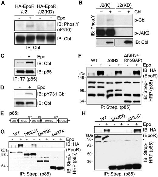 Figure 2. Epo induces p85 interaction with Cbl. (A) Cbl becomes tyrosine-phosphorylated upon Epo stimulation in γ2A/HA-EpoR cells expressing wild-type JAK2 but not kinase-deficient (KD) JAK2. Cell lysates were subjected to immunoprecipitation by Cbl antibodies and immunoblotted with 4G10 to detect phospho-tyrosine. (B) JAK2 phosphorylates Cbl in vitro. Cbl proteins immunoprecipitated from HEK293T cells were incubated with GST-tagged wild-type or kinase-deficient JAK2 kinase domain in in vitro kinase assay. J2(K), JAK2 kinase domain; J2(KD), kinase-deficient JAK2 kinase domain. (C) Epo induces p85 interaction with Cbl. γ2A/HA-EpoR/JAK2 cells transiently expressing Cbl and T7-tagged p85 were induced with Epo. p85 was immunoprecipitated with T7 antibodies, and the immunoprecipitates were probed with antibodies against Cbl. (D) Epo induces phosphorylation of Y731 in the p85-binding motif of Cbl. (E) p85 domain structure. SH3, src-homology 3 domain; RhoGAP, RhoGAP homology domain; SH2, src-homology 2 domain; p110BD, p110 binding domain. (F-H) The C-terminal SH2 domain of p85 mediates inducible binding to EpoR upon stimulation. Biotin-tagged p85 fragments were transiently expressed in γ2A/HA-EpoR/JAK2 cells, isolated with streptavidin agarose, and probed with anti-HA to detect bound EpoR. (G) W622X, Q430X, and D327X are truncations where residues W622, Q430, or D327 were mutated to a stop codon. IP, immunoprecipitation; IB, immunoblot. *Nonspecific bands.