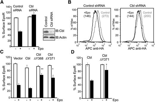 Figure 3. Cbl and its E3 ligase activity are essential for Epo-induced EpoR internalization. (A) siRNAs for Cbl or control siRNAs were transfected into γ2A/HA-EpoR/JAK2 cells, and levels of surface EpoR before and after 45 minutes of Epo stimulation were analyzed by flow cytometry. For each sample, EpoR surface expression was normalized to that from samples expressing control siRNA before Epo stimulation. Knockdown efficiency of Cbl is shown. Immunoblotting of actin was used as a loading control. (B) Cbl knockdown in BaF3 cells impairs Epo-induced EpoR internalization. Cells expressing shRNA for Cbl or control shRNA, identified by GFP expression, were gated for analyses. The numbers in parentheses are median fluorescence intensity, which represents EpoR surface expression. Representative histograms from 3 independent experiments are shown. (C) Epo-induced EpoR internalization is impaired in γ2A/HA-EpoR/JAK2 cells expressing ligase-deficient Cbl mutants (ΔY368 and ΔY371). (D) Epo-induced EpoR internalization is significantly impaired by the expression of dominant-negative Cbl in Ter119– erythroid progenitor cells. *P < .05, **P < .005 (Student t test).