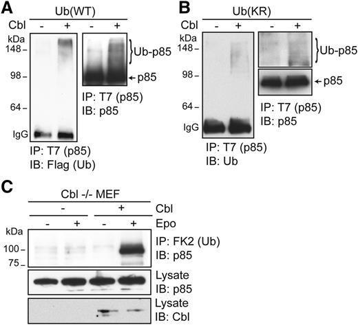 Figure 4. Cbl ubiquitinates p85 in vitro. (A) T7-tagged p85 immunoprecipitated from HEK293T cells using anti-T7 antibody and Protein A beads was incubated with 200 ng of recombinant Cbl purified from BL21 in in vitro ubiquitination assay using recombinant E1, E2 (UbcH5B), and Flag-tagged wild-type Ub. After extensive washing, ubiquitinated p85 species were eluted from Protein A beads by SDS sample buffer and immunoblotted with the indicated antibodies. (B) p85 can be ubiquitinated at multiple sites. An in vitro ubiquitination assay was performed with a lysine-less ubiquitin mutant (KR) that cannot form ubiquitin chains. (C) p85 ubiquitination is lost in Cbl−/− MEFs and is restored in Cbl−/− MEFs reconstituted with Cbl.