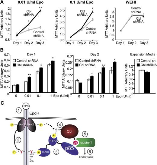 Figure 7. Cbl knockdown results in hypersensitivity to Epo. (A) BaF3 cells expressing HA-EpoR and either Cbl shRNA or control shRNA were grown in RPMI media containing 2% FBS with different concentrations of Epo. Cell growth was measured using MTT assays. Cells grew similarly in control media containing no Epo but IL-3 (WEHI media) and 10% FBS. *P < .05, **P < .005. (B) Expression of Cbl shRNA but not control shRNA in primary Ter119– erythroid progenitors resulted in Epo hypersensitivity in IMDM media containing 2% FBS and different concentrations of Epo. Cells grew similarly in control expansion media (2 U/mL Epo). *P < .05, **P < .005. (C) A working model of p85-mediated EpoR internalization. Epo stimulates binding of p85 to both Cbl and the EpoR through its SH2 domains, possibly forming a tripartite complex. Epo also induces Cbl ubiquitination of p85, which in turn recruits epsin-1 through its UIMs to further enlist the endocytic machinery for EpoR internalization (details are described in the Discussion).