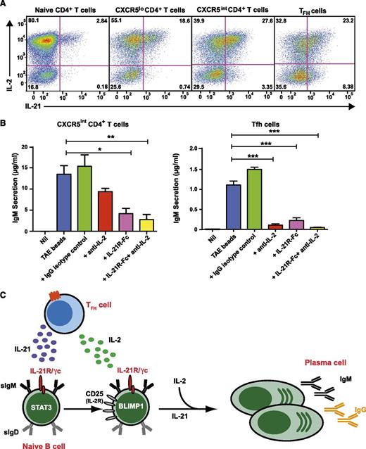 Figure 7. IL-2 and IL-21 produced by Tfh cells cooperate to induce Ig secretion by co-cultured naïve B cells. (A) Naïve, CXCR5lo, CXCR5intermediate, and CXCR5hi Tfh CD4+ T cells were sort-purified from human tonsils and then stimulated in vitro with TAE beads. After 5 days, expression of IL-2 and IL-21 in these different populations following restimulation with PMA/ionomycin was determined. The values represent the proportions of cytokine-expressing cells. (B) CD4+CXCR5intermediate T cells and CXCR5hi Tfh cells were sorted from tonsil and co-cultured with autologous naïve B cells either in the absence (Nil) or presence of TAE beads (blue). Endogenous IL-2 and/or IL-21 were neutralized by the addition of anti-IL-2 mAb (red), IL-21R-Fc (pink), or anti-IL-2 mAb plus IL-21R-Fc (yellow), respectively. An isotype control mAb (green) was also included. IgM secretion was measured after 9 days. Results represent 2 independent experiments performed using cells from different donor tonsils. *P < .05; **P < .01; ***P < .0001. (C) IL-21, secreted from Tfh cells, promotes B-cell maturation by inducing Blimp-1. IL-21 also enhances CD25 expression on naïve B cells, sensitizing them to the effects of IL-2, which is also secreted by Tfh cells. IL-2 then enhances the effects of IL-21 on B cells. IL-21 and IL-2 thus work cooperatively to induce plasma cell development and Ig secretion.