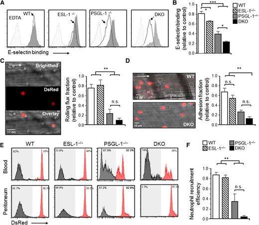 Figure 2. ESL-1 cooperates with PSGL-1 in all stages of neutrophil recruitment during inflammation. Analyses were performed in mice transplanted with BM from WT, ESL-1−/−, PSGL-1−/−, or DKO mice together with competing WT-DsRed BM cells. (A) Flow cytometric analyses of soluble E-selectin binding to Ly6GHI blood neutrophils. Histograms show overlays of E-selectin binding to experimental neutrophils (empty histograms) and WT-DsRed competitors (dark gray histograms). Binding in the presence of EDTA was used as a negative control (light gray histograms). (B) Quantification of E-selectin binding, as measured by the mean fluorescence intensities, in all groups. Values are represented as ratios relative to internal WT-DsRed competitor cells. There were 7 to 9 mice per group from 3 independent experiments. (C) Intravital microscopy analysis of neutrophil rolling within inflamed cremasteric venules. Near-simultaneous acquisition in 2 channels discriminates experimental (bright field) and WT-DsRed (red) neutrophils. The bar graph shows rolling flux fractions represented as ratios relative to internal WT-DsRed competitor cells. There were 22 to 58 venules in 5 to 7 mice per group. (D) Representative micrographs of adherent neutrophils from the same groups shown in (C). White dotted lines demarcate adherent nonfluorescent cells. Nonfluorescent structures in the bottom panel are erythrocytes bound to WT-DsRed cells. Bar graph shows ratios of adherent fractions relative to WT-DsRed competitors. There were 26 to 58 venules in 5 to 8 mice per group. (E) Neutrophil extravasation after 8 hours of thioglycollate-induced peritonitis. Histograms show percentages of mutant (gray histograms) and WT-DsRed (red histograms) neutrophils in blood before extravasation (top panels), and in peritoneal exudates (bottom panels). (F) Ratios of mutant relative to WT-DsRed neutrophils in blood vs the peritoneum, thereby representing extravasation efficiencies. There were 5 to 14 mice per group from 2 independent experiments. Data are shown as mean ± SEM and was analyzed by 1-way ANOVA and the Tukey multiple comparison test.