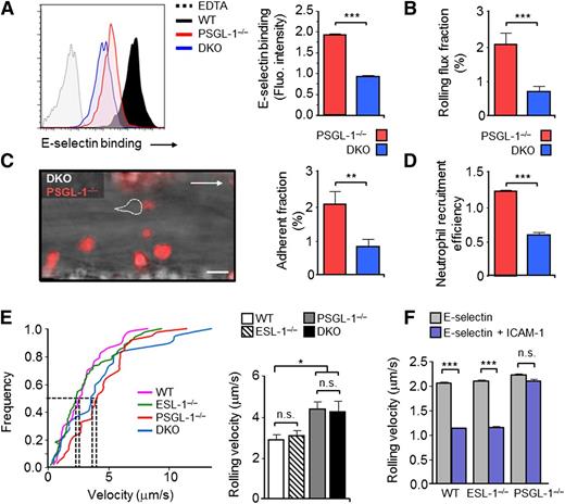 Figure 3. ESL-1 mediates neutrophil recruitment in the absence of PSGL-1, but is dispensable for integrin-mediated slow rolling. Analyses in panels A-D were performed in WT mice transplanted with BM cells from PSGL-1−/−, DsRed+, and DKO donor mice. (A) Flow cytometric analyses of soluble E-selectin binding to Ly6GHI blood neutrophils. Histograms show overlays of E-selectin binding to DKO vs PSGL-1−/− DsRed+ neutrophils present in the blood of the same mice. Binding in the presence of EDTA was used as a negative control. E-selectin binding of WT neutrophils is included as a reference. Bar graphs at right show quantification of E-selectin–binding intensities of DKO and PSGL-1−/− DsRed+ neutrophils. Data are from 4 mice and was analyzed using the paired t test. (B) Rolling-flux fractions of DKO and PSGL-1−/− DsRed+ neutrophils in inflamed cremastric venules. There were 27 venules from 5 mice. (C) Representative micrograph of adherent neutrophils in an inflamed venule during the adhesion phase. Dotted lines demarcate a nonfluorescent DKO cell. Bar graph at right shows quantification of the adherent fractions. There were 27 venules from 5 mice. (D) Neutrophil extravasation in thioglycollate-induced peritonitis. Bar graph represents the relative frequencies of DKO and PSGL-1−/− DsRed+ neutrophils in blood vs the peritoneum, thereby representing extravasation efficiencies. There were 4 mice from 2 independent experiments. Data were compared using a paired t test. (E) Cumulative frequency histograms of rolling velocities of mutant neutrophils obtained from analyses of chimeric mice reconstituted with BM cells from WT, ESL-1−/−, PSGL-1−/−, or DKO mice. Dotted lines indicate velocities of the median. The bar graph represents mean rolling velocities. There were 37 to 82 cells per group from 5 to 7 mice per group, from 2 independent sets of experiments. Data were analyzed using a 1-way ANOVA with the Tukey multiple comparison test. (F) Rolling velocities of leukocytes in autoperfused flow chambers coated with E-selectin alone or in combination with ICAM-1. Data are from 3 to 4 individual mice per group and was analyzed using the 2-tailed Student t test. Data are shown as mean ± SEM.