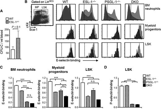 Figure 4. ESL-1 dominates E-selectin binding in hematopoietic progenitors. (A) Number of progenitors in the blood of mice transplanted with WT or ESL-1−/− BM cells, measured as CFU-C. (B) Representative dot plot at left shows the gates used for myeloid progenitors and LSK cells among LineageNEG BM cells. Panels at right show representative histograms of E-selectin binding to experimental (gray) and WT-DsRed (red) BM-derived neutrophils (top panel), myeloid progenitors (middle), and LSK cells (bottom). Dashed lines show levels of binding in the presence of EDTA. (C) Quantification of E-selectin-binding to BM neutrophils, myeloid progenitors, and LSK cells. Values represent fluorescence intensity ratios relative to internal WT-DsRed competitor cells. There were 4 to 6 mice per group from 3 independent experiments. (D) Quantification of P-selectin binding in LSK cells from all groups represented as in (C). There were 4 to 5 mice per group from 3 independent experiments. Bars represent mean ± SEM. Data were analyzed by 1-way ANOVA using the Tukey multiple comparison test.