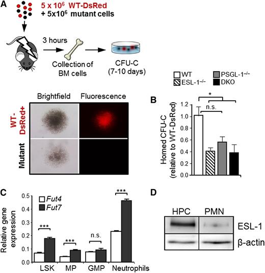 Figure 5. ESL-1 mediates progenitor homing to the BM. (A) Design of the BM homing assays. Lethally irradiated mice were injected with experimental and DsRed+ competitor BM cells, which were allowed to home for 3 hours. Homed CFU-C were scored 7 to 10 days later and were differentiated on the basis of red fluorescence (WT-DsRed+) or no fluorescence, as illustrated in the micrographs. (B) Homing efficiencies of progenitors from each group, calculated as the ratios of homed CFU-C from each mutant donor relative to competing WT-DsRed+ progenitors, and corrected by the ratio of CFU-C injected. There were 6 to 8 mice per group from 3 independent experiments. Bars represent mean ± SEM. Data were analyzed by 1-way ANOVA using the Tukey multiple comparison test. (C) Relative expression of Fut4 and Fut7 in purified LineageNEG Sca-1+ cKitHI cells (LSK), myeloid progenitors (MP), granulocyte-monocyte progenitors (GMP), and circulating neutrophils. Data show the mean ± SEM from 3 independent samples and was analyzed by an unpaired Student t test. (D) Western blot analysis of total ESL-1 protein and β-actin (load control) present in sorted LineageNEG cKitHI progenitors (HPCs) and blood neutrophils (PMNs). Data are representative of 2 independent experiments, with increases of 10.0-fold and 10.3-fold in ESL-1 protein levels in HPCs relative to PMNs.