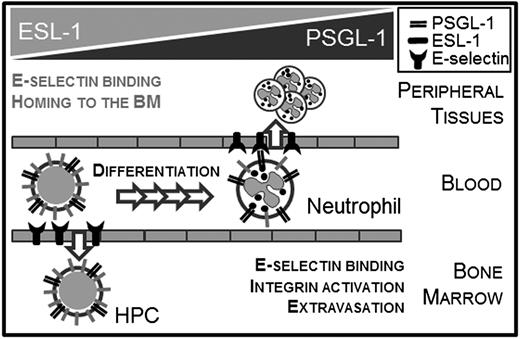 Figure 6. Shared and unique functions of ESL-1 during mature and immature leukocyte trafficking. Schematic representation of the ESLs preferentially used by immature (HPCs) and mature (neutrophils) hematopoietic cells to migrate. The elevated levels of ESL-1 in HPCs correlate with its predominant function for E-selectin binding and migration in these cells. In neutrophils, both functions rely predominantly on PSGL-1 despite similar expression of the glycoprotein in mature and immature leukocytes.