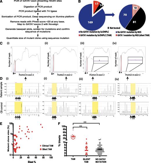 Figure 2. GATA1 mutation analysis in DS neonates with TAM and silent TAM. (A) Flow diagram of preparation and analysis of samples for deep sequencing. (B) Pie charts of GATA1 mutation analysis of the 200 babies in the cohort by standard Ss/DHPLC (left) and NGS (right). (C) Examples of base-pair plots from NGR analysis of patient samples (mutation indicated by arrows) with (D) corresponding pyrosequencing traces below (mutant peaks indicated by arrows). On the x-axis is the position along the GATA1 exon 2 amplicon (432 base pairs). On the y-axis is the read depth at different positions along the amplicon. Therefore, the black line trace shows the number of reads mapping to GATA1 sequence at different positions along the amplicon. At the position of the black arrowhead, a mutation was introduced into the PCR primer (mapping outside GATA1 exon 2) so that all PCR products would have a unique tag. This introduced mutation is detected by the blue line. All PCR products have this introduced mutation as the height of the blue line is to the level of black trace (total number of mapping reads). Sequence analysis also shows there are 2 common single-nucleotide polymorphism at positions rs62600348 T>G and rs66717003 T>G (indicated by the star) in the amplicon that map to position 48649449 and 48649456 within GATA1 exon 2. Nucleotide 0 is the first nucleotide of GATA1 exon 1 including exons and introns. NCBI reference NT_079573.4 (Homo sapiens chromosome X genomic contig, starting position 11496706) was used. The location of GATA1 mutation is indicated by the black arrow. (Ci,Di) Patient sample DST11 with a 7 bp duplication at position 48649625 previously detected by Ss/DHPLC. (Cii,Dii) Patient sample DST9 with an insertion of 7 bp at position 48649670 previously detected by DHPLC only. (Ciii,Diii) Patient sample DS158 with a 2 bp deletion at position 48649552 detected by NGS only and confirmed by pyrosequencing. (Civ,Div) Patient sample DS79 with a point mutation at position 48649565 detected by NGS only but not detectable by pyrosequencing. (E) Relationship between GATA1 mutant clone size (y-axis) as determined by NGR and % blasts detected by morphology. (F) Distribution of % blasts in TAM (n = 17) (filled red circles, left), silent TAM (n = 88) (open red cell circles, middle) and in samples without a GATA1 mutation detected by NGR (n = 70) (filled black circles, right).