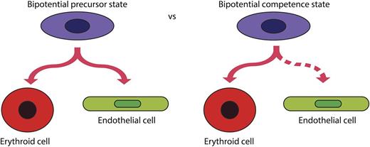 Is the hemangioblast a bipotential precursor state or a bipotential competence state, which reveals its latent developmental potential only under experimental conditions?