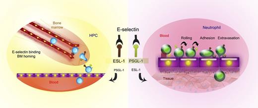 Distinct use of E-selectin ligands between mature and immature leukocytes. Left: Dominant roles for ESL-1 in immature hematopoietic progenitor cells (HPCs) in BM homing. Right: Functional shift toward PSGL-1 dependence in mature neutrophils during their recruitment into inflamed tissues.