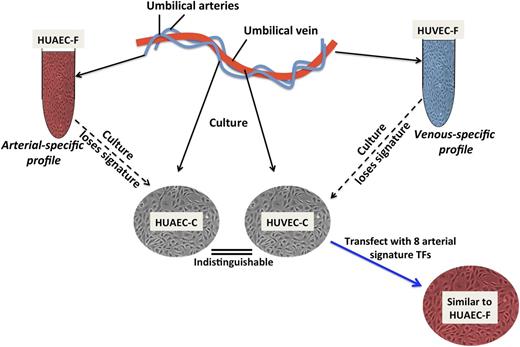 Manipulating AV endothelial cell specification. When endothelial cells from a human umbilical vein (HUVEC) or artery (HUAEC) are freshly isolated (HUVEC-F, HUAEC-F), their gene expression profiles can be readily distinguished. Culture of the endothelial cells (HUVEC-C and HUAEC-C) erases the differential AV gene expression, partly due to loss of Notch activity. The arterial-specific gene profile can, however, be induced in HUVEC-C by combined overexpression of 8 transcription factors (TF) (Prdm16, MSX1, EMX2, NKX2-3, TOX2, Hey2, SOX17, and Aff3), which together are more effective than any one alone, including HEY2, a Notch effector (not shown).