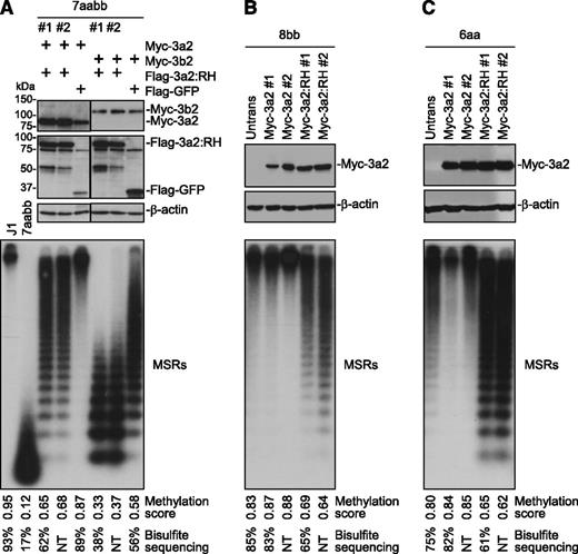 Figure 2. Dnmt3a2:R878H antagonizes WT Dnmt3a and Dnmt3b. (A) Myc-tagged Dnmt3a2 or Dnmt3b2 and Flag-tagged Dnmt3a2:RH or GFP (control) were expressed simultaneously in 7aabb cells (passage number: ∼80), and stable clones were analyzed by immunoblotting with anti-Flag, anti-Myc, and anti–β-actin antibodies and by Southern blot for methylation of MSRs. J1 and untransfected 7aabb ES cells were used as controls. (B-C) Myc-tagged Dnmt3a2 or Dnmt3a2:RH was transfected into (B) 8bb or (C) 6aa ES cells, and stable clones were analyzed by immunoblotting with anti-Myc and anti–β-actin antibodies and by Southern blot for methylation of MSRs. Densitometry was used to determine the relative methylation levels (methylation scores), as described in supplemental Figure 3, and bisulfite sequencing was used to quantify methylation levels of representative samples (supplemental Figure 4). NT, not tested. To avoid the effect of culturing time on DNA methylation, stable clones expressing the control and R878H proteins were generated from same batches of parental cells and were cultured for the same periods of time (in most cases, 7-10 days for generating stable clones and 7-10 days for expansion) before genomic DNA was isolated.