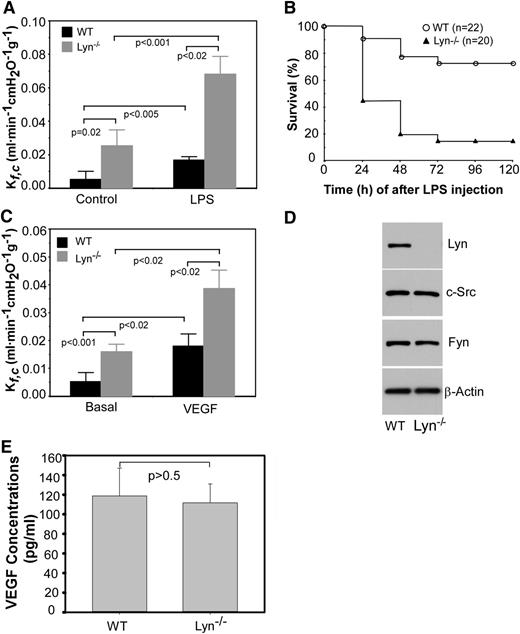 Figure 1. Lyn knockout mice have increased lung microvascular endothelial permeability and higher mortality rate in response to LPS challenge. (A) The lung capillary filtration coefficient (Kf,c) was determined in Lyn+/+ and Lyn−/− mice before or at 6 hours after administration of LPS (5 mg/kg body weight). Bars indicate means ± standard error (n = 5). P < .005 and .001 between wild-type littermates and Lyn−/− mice under control or LPS administration, respectively, by unpaired 2-tailed Student t test. P < .05 by Bonferroni correction analysis of multiple comparisons. (B) Kaplan-Meier survival plots for Lyn+/+ (WT) and Lyn−/− (Lyn−/−) mice. Mice were challenged with LPS (12 mg/kg) via intraperitoneal injection. The percentage of surviving animals was observed at 24, 48, 72, 96, and 120 hours after LPS injection. The difference in survival between WT and Lyn−/− mice was significant (P < .001). (C) Lung microvascular permeability in Lyn+/+ and Lyn−/− mice before or at 6 hours after challenging with VEGF (3 μg/kg body weight). Bars indicate means ± standard deviation (SD; n = 6). P values indicated in the figure were analyzed by unpaired 2-tailed Student t test. P < .05 by Bonferroni correction analysis of multiple comparisons. (D) Lung microvascular endothelial cells isolated from Lyn−/− and wild-type littermates were cultured and solubilized, and Lyn, c-Src, and Fyn in cell lysates were detected by western blot. β-actin was detected by western blot with mouse monoclonal antibody (Sigma) to verify equal loading. (E) VEGF in plasma from Lyn−/− and wild-type littermates was measured by enzyme-linked immunosorbent assay (ELISA) assay with a VEGF ELISA kit (Sigma). Difference was assessed using unpaired 2-tailed Student t test, P > .5. Values are means ± SD (n = 3).
