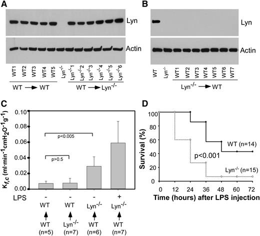 Figure 2. Endothelial Lyn contributes to increased lung permeability and higher mortality rate of Lyn−/− mice in response to LPS challenge. (A) Expression of Lyn in bone marrow cells from Lyn+/+ (WT→WT, n = 5) and Lyn−/− (WT→ Lyn−/−, n = 6) mice repopulated with Lyn+/+ donor bone marrow cells was detected by western blot with a rabbit polyclonal antibody against Lyn. Bone marrow cells from a Lyn−/− mouse were used as a control. β-actin was detected by western blot with mouse monoclonal antibody (Sigma) to verify equal loading. (B) Expression of Lyn in bone marrow cells from wild-type mice repopulated with Lyn−/− donor bone marrow cells was detected by western blot with a rabbit polyclonal antibody against Lyn. Bone marrow cells from a wild-type and Lyn−/− mouse were used as controls. β-actin was detected by western blot with mouse monoclonal antibody to verify equal loading. (C) Lung microvascular permeability in Lyn+/+ and Lyn−/− mice repopulated with either Lyn+/+ or Lyn−/− donor bone marrow cells was measured. In some experiments, Lyn−/− mice repopulated with Lyn+/+ donor bone marrow cells were injected with LPS. Six hours after LPS injection, lung microvascular permeability was measured. Bars indicate means ± SD (n = 5∼7). (D) Wild-type and Lyn−/− mice repopulated with wild-type donor bone marrow cells were challenged with LPS (8 mg/kg) via intraperitoneal injection. Survival rates were observed at 24, 48, 72, 96, and 120 hours after LPS injection. The difference in survival between WT and Lyn−/− mice was significant (P < .001).