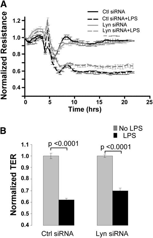 Figure 5. Down-regulation of Lyn kinase does not inhibit the LPS-induced increase in endothelial permeability. (A-B) Transfection of Lyn siRNA did not inhibit the LPS-induced TER decline. Confluent HUVECs grown on gold microelectrodes were transfected with control or Lyn siRNA for 48 hours and used for TER measurements. (A) Cells were stimulated with LPS (1 mg/mL) in the presence of FBS (2.5%). (B) Bar graph indicated normalized TER relative to non–LPS-treated groups at 15 hours after LPS stimulation.