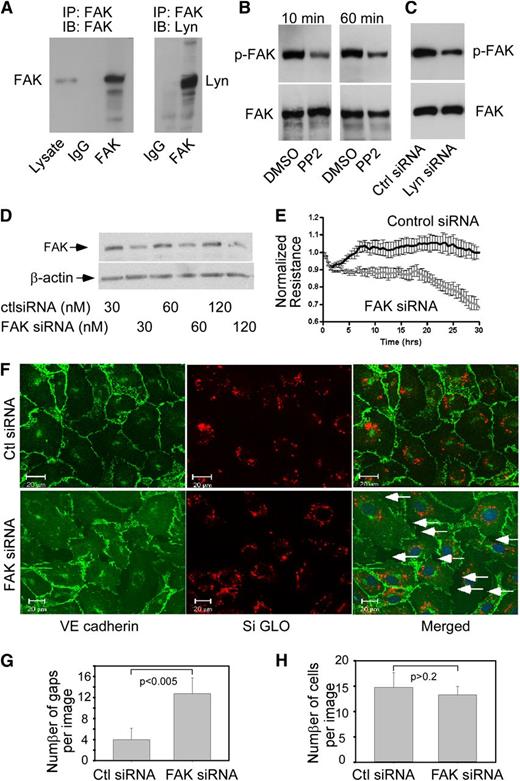 Figure 6. Lyn kinase regulates FAK phosphorylation and the role of FAK in regulating endothelial integrity. (A) Lyn kinase was co-immunoprecipitated with FAK. HUVECs grown in 60-mm culture dishes were lysed, and the cell extracts were incubated with anti-FAK antibody followed by incubation of protein A/G beads. Immunoprecipitates and total cell lysates were analyzed by western blotting with anti-FAK and anti-Lyn antibodies as indicated. (B) FAK phosphorylation was inhibited by PP2. HUVECs were incubated with either PP2 (10 μM) or vehicle (DMSO) for 10 and 60 min, and cell lysates were immunoprecipitated with anti-FAK antibody. Phosphorylated FAK was detected by western blotting using 4G10, an anti-phosphotyrosine antibody. The same membrane was reprobed for total FAK with an anti-FAK antibody. (C) Effect of Lyn silencing on the phosphorylation of FAK. HUVECs were transfected with control or Lyn siRNA. Forty-eight hours after transfection, cells were harvested to determine the level of phosphorylated FAK as described in B. Similar results were obtained in 3 independent experiments. (D) Knockdown of FAK by transfection of specific siRNA in HUVECs. Cells were transiently transfected with indicated concentrations of control or FAK siRNA. Forty-eight hours after transfection, cells were harvested and lysed for western blot analysis. (E) Effect of FAK silencing on TER measurement. Confluent HUVECs seeded onto microelectrodes were transfected with control or FAK siRNA as indicated. Three hours after transfection, the changes in TER across HUVEC monolayers were continuously recorded for 30 hours. Recorded values are plotted as the mean from 4 independent experiments as means ± SD. (F) Disruption of AJ in FAK siRNA transfected confluent HUVEC monolayers. HUVECs were cotransfected with control or FAK siRNA together with siGLO control siRNA as indicated. Forty-eight hours after transfection, cells were fixed and immunostained for VE-cadherin. Knockdown of FAK resulted in formation of interendothelial gaps, as pointed by the arrows. (G) Quantification of gaps and (H) cell numbers in 4 random images (mean ± SD).