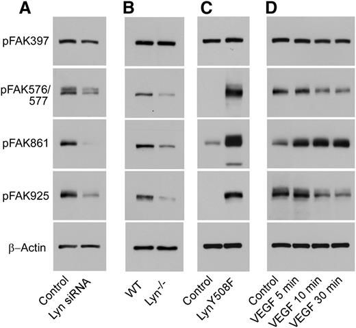 Figure 7. Lyn kinase regulates FAK phosphorylation. (A) Effect of Lyn silencing on FAK phosphorylation. HUVECs were transfected with control siRNA or Lyn siRNA. Forty-eight hour after transfection, cells were solubilized, and phosphorylation of FAK was detected by western blotting with rabbit polyclonal antibodies specifically recognizing the phosphorylated FAK residues Tyr397, Tyr576/577, Tyr861, or Tyr925. A mouse monoclonal antibody against β-actin was used to verify equal loading. Images are representative of 3 experiments. (B) Lung microvascular endothelial cells isolated from Lyn−/− and wild-type littermates were cultured and solubilized in SDS sample buffer. Phosphorylation of FAK was detected by western blotting as described above. (C) Effect of expression of constitutively active mutant of Lyn on the phosphorylation of FAK. HUVECs were transfected with a recombinant adenovirus encoding a constitutively active mutant of Lyn kinase (LynY508F) or null adenovirus (Control) and FAK phosphorylation was analyzed. Twenty-four hours after infection, cells were solubilized, and phosphorylation of FAK was detected by western blotting. (D) Stimulation of FAK phosphorylation by VEGF. HUVECs were incubated with VEGF (200 ng/mL) for various lengths of time. Cells were then solubilized and phosphorylation of FAK was detected by western blotting.