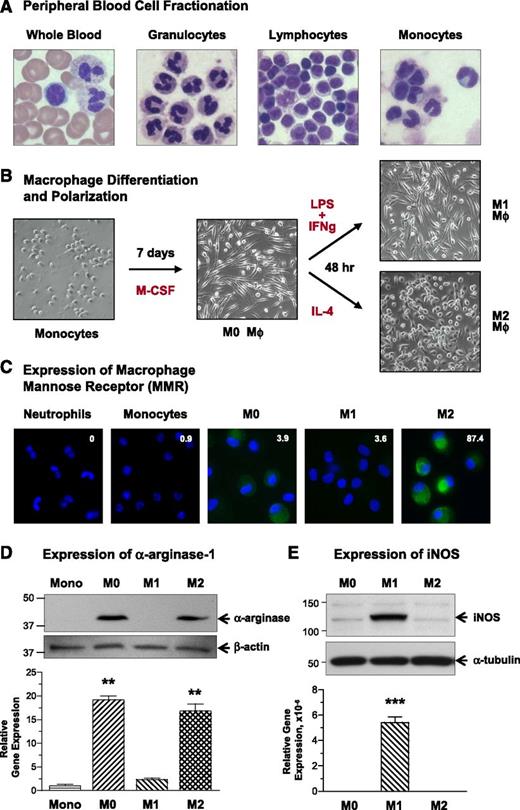 Figure 1. Maturation and polarization of human macrophages and expression of characteristic M1 and M2 markers. (A) Isolation of distinct cell populations from peripheral blood. Granulocytes, monocytes, and lymphocytes were fractionated from peripheral blood of healthy donors. Smears of whole blood and isolated cells were stained to analyze the purity of distinct cell populations. The representative images of stained cells demonstrate high purity fractions of neutrophils (97-99% of granulocytic fraction), lymphocytes (96-99%), and monocytes (92-98%). Images were acquired using an Olympus BX60 microscope (Olympus America, Melville, NY), equipped with a digital DVC video camera and high-performance ImageJ plugin acquisition software (DVC Company, Austin, TX), and processed using Adobe Photoshop. Objective lens, ×40. (B) Maturation and polarization of macrophages. Purified monocytes were incubated for 7 days with M-CSF to differentiate into mature macrophages (M0 phenotype). The M0 macrophages were then polarized for additional 2 days into M1 macrophages by substituting M-CSF for a mixture of LPS and IFNγ and into M2 macrophages by stimulation with IL-4. Note the changes in morphology of rounded, loosely adherent monocytes to elongated, firmly adherent M0 macrophages, which retained their M0 morphology being polarized into M1 macrophages and become more rounded and less adhesive after M2 polarization. Phase contrast images were acquired using an Olympus CKX-41 microscope equipped with Olympus U-LS30-3 video camera (Olympus America, Center Valley, PA) and Infinity Capture software (Lumenera, Ottawa, Canada), and processed using Adobe Photoshop. Objective lens, 20×. (C) Analysis of MMR expression. Immunocytochemical staining was performed for MMR (CD206) on permeabilized cells to visualize both cell surface and intracellular pools of the protein. The staining indicates that MMR (green) is not detectable in freshly isolated neutrophils and monocytes. MMR expression is moderately induced during differentiation of monocytes into M0 macrophages but is inhibited during polarization into M1 macrophages. In contrast, M2 polarization is accompanied by substantial increase in the levels of MMR expression. Cell nuclei were stained with 4,6 diamidino-2-phenylindole (blue). Images were acquired using a Carl Zeiss AxioImager M1m microscope equipped with AxioVision Re.4.6 software (Carl Zeiss Microscopy, Thornwood, NY) and processed using Adobe Photoshop. Objective lens, ×40. Inserted numerical data represent the levels of cell surface expression of MMR as determined by flow cytometry. Indicated is mean fluorescence intensity determined after subtraction of nonspecific values for mouse IgG. (D) Analysis of α-arginase-1 expression. (Upper) Western blot analysis for α-arginase-1 was conducted on cell lysates separated by sodium dodecyl sulfate-polyacrylamide gel electrophoresis (SDS-PAGE) under reducing conditions (40 µg protein per lane). The 38-kDa α-arginase-1 is detectable in M0 and M2 macrophages. (Lower) The blot was reprobed for β-actin (42 kDa) to provide a loading control. Position of molecular weight markers in kilodaltons is indicated on the left. Bar graph, analysis of ARG1 gene expression. Quantitative analysis of ARG1 was performed on mRNA preparations isolated from monocytes and macrophages in comparison with the corresponding levels of housekeeping genes GAPDH and ACTB. Gene expression levels were determined relative to monocytes (1.0). Both protein and gene expression analyses indicate that α-arginase-1 expression is induced during maturation of macrophages from arginase-negative monocytes and is dramatically inhibited during M0 macrophage polarization into the M1, but not M2, phenotype. (E) Analysis of iNOS expression. (Upper) Cell lysates from mature and polarized macrophages (20 µg per lane) were analyzed for iNOS by western blotting under reducing conditions, confirming the induction of 130-kDa iNOS in M2 macrophages. (Lower) The blot was reprobed for α-tubulin (Biolegend) to provide equal loading control. Position of molecular weight markers in kilodaltons is indicated on the left. Bar graph, analysis of NOS2 gene expression. Quantitative analysis of NOS2 was performed on mRNA preparations isolated from macrophages in comparison with the corresponding levels of β-actin. Gene expression levels were determined relative to M0 macrophages (1.0). Both protein and gene expression analyses indicate that iNOS expression is induced during polarization of M0 macrophages toward the M1, but not M2, phenotype.