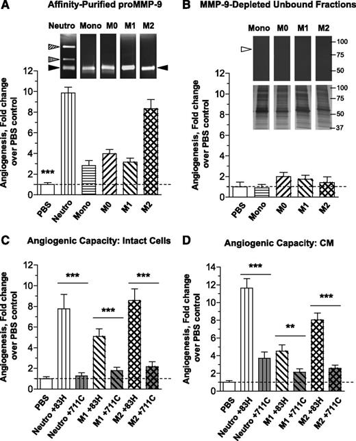Figure 4. The secreted proMMP-9 and its activation determine angiogenesis-inducing capacity of human monocytes and macrophages. (A) Comparative analysis of angiogenesis-inducing capacity of purified proMMP-9 produced by different cell types. ProMMP-9 released by neutrophils or secreted into SF medium by monocytes or macrophages was purified by affinity chromatography and incorporated into collagen mixture to provide 3 ng proMMP-9 per onplant. Control onplants contained PBS only. (Upper) Zymographic images above the corresponding bars in the graph below indicate equal supplementation of proMMP-9 into the onplants. Triangles indicate positions of the monomer, heterodimer and homodimer of proMMP-9 released by neutrophils (left) and the proMMP-9 monomer secreted by monocytes and macrophages (right). Bar graph, levels of angiogenesis were determined as described in Figure 2B. From 4 to 6 embryos, each grafted with 6 collagen onplants, were analyzed per variable in 3 independent experiments. The pooled data are shown as fold changes (means ± SEM) in the levels of angiogenesis induced by proMMP-9 produced by different cell types compared with PBS control (1.0). Note that, although all tested purified proMMP-9 induced angiogenesis at levels significantly higher than the levels observed in PBS control, equal amounts of proMMP-9 produced by distinct cell types induce different levels of angiogenesis (***P < .0001). (B) The angiogenesis-inducing capacity of the secretate produced by monocytes and macrophages is contained in proMMP-9. (Upper) The flow-through fractions depleted of proMMP-9 by affinity chromatography (compare zymographic images in B and A), but containing >95% of initial protein content (insets from silver-stained gels positioned below zymographic images), were incorporated into collagen onplants at amounts equalized as to being produced by the same number of cells (1.5 × 104/onplant). Open triangle in the zymograph indicates the position where proMMP-9 band would be localized before depletion. Bar graph, levels of angiogenesis were determined 3 days later as described in Figure 2B. The data are from a representative experiment using from 4 to 6 embryos per variant. Bars are means ± SEM of fold-changes in the levels of angiogenesis induced by cell secretates depleted of proMMP-9 compared with PBS control (1.0). (C) Activation of proMMP-9 produced by intact cells is required for induction of angiogenesis. Intact neutrophils and M1 or M2 macrophages were incorporated into collagen onplants (1.5 × 104 cells/onplant), along with 2 µg/mL of either mAb 8-3H, which binds to proMMP-9, but does not block the activation of the proenzyme, or mAb 7-11C, which effectively blocks activation of proMMP-9 into the proteolytically capable MMP-9 enzyme. Control onplants contained PBS only. The levels of angiogenesis were determined as described in Figure 2B. For each variant, from 4 to 6 embryos grafted with 6 collagen onplants were analyzed in 2 independent experiments. The pooled data are shown as fold changes in the levels of angiogenesis induced by different cell types compared with PBS control (1.0). Bars are means ± SEM of fold changes in angiogenic indices. ***P < .0001. (D) Activation of proMMP-9 secreted by macrophages is required for induction of angiogenesis. Neutrophil releasate and SF CM from M1 or M2 macrophages was incorporated into collagen onplants at 1.5 ng of proMMP-9 per onplant along with 2 µg/mL of MMP-9–specific mAbs, namely control mAb 8-3H or activation-blocking mAb 7-11C. Control onplants contained PBS only. The levels of angiogenesis were determined as described in Figure 2B. The data are from a representative experiment using from 4 to 6 embryos per variant. Bars are means ± SEM of fold changes in the levels of angiogenesis induced by CM from different cell types compared with PBS control (1.0). **P < .005; ***P < .0001.