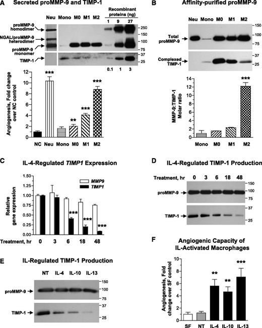 Figure 5. M2 polarization of human macrophages downregulates TIMP-1 expression, resulting in production of highly angiogenic TIMP-1–deficient proMMP-9. (A) (Upper) Production of proMMP-9 and TIMP-1 by monocytes and mature and polarized macrophages. Neutrophil releasate from 5 × 103 cells and SF medium conditioned by 2 × 104 monocytic cells was analyzed for MMP-9 and TIMP-1 by western blotting under nonreducing conditions. Following transfer, the membrane was cut into 2 portions, which were probed for MMP-9 (top) and TIMP-1 (bottom). Human recombinant proMMP-9 and TIMP-1 were run at the indicated amounts to provide means for quantification of protein production. Positions of the 92-kDa monomer, 125-kDa heterodimer, and ∼200-kDa homodimer of proMMP-9 and 28-kDa TIMP-1 are indicated on the left. Position of molecular weight markers in kilodaltons is indicated on the right. Bar graph, comparative analysis of angiogenesis-inducing capacity of monocytic cell-conditioned media. SF CM from monocytic cells and neutrophil releasate was incorporated at volumes providing equal amounts of proMMP-9 (3 ng per collagen onplant). From 4 to 6 embryos, each grafted with 6 collagen onplants, were analyzed per variable in 5 independent experiments. Bar graph presents means ± SEM of fold changes in the levels of angiogenesis compared with no-cell control (NC, 1.0). **P < .01; ***P < .0001. (B) (Upper) Analysis of the levels of TIMP-1 naturally complexed with proMMP-9 produced by monocytes and mature and polarized macrophages. ProMMP-9 was purified by affinity chromatography from neutrophil releasate and SF medium conditioned by monocytes or different types of macrophages. Western blot analysis of isolated proMMP-9 preparations was conducted under reducing conditions to determine the amount of TIMP-1 complexed with distinct proMMP-9 preparations. Note that the preparation of neutrophil proMMP-9 is completely devoid of TIMP-1 and that reduction led to collapsing of all neutrophil proMMP-9 forms to the 92-kDa monomer species. Positions of purified proMMP-9 monomer and the complexed 28-kDa TIMP-1 are indicated on the left. Positions of molecular weight markers are indicated on the right. Bar graph, stoichiometric ratio of proMMP-9 to TIMP-1 in purified preparations of proMMP-9 from monocytes and macrophages was calculated based on standard amounts of recombinant proMMP-9 and TIMP-1, which were run in parallel in additional lanes of the same gel (supplemental Figure 1C). ***P < .0001. (C) Gene expression analysis of MMP9 and TIMP1 during IL-4–mediated M2 polarization. M0 macrophages were introduced to 20 ng/mL IL-4, and mRNA was extracted from the cells at the indicated time points. Gene expression was analyzed by quantitative reverse transcriptase-polymerase chain reaction relative to the levels of the corresponding gene (1.0) before addition of IL-4 (0 hours). Presented are data from 1 of 4 independent experiments run in triplicates. ***P < .0001. (D) Western blot analysis of MMP-9 and TIMP-1 secretion during IL-4–mediated M2 polarization. M0 macrophages were introduced to IL-4 for the indicated time (hours) and then switched to SF conditions. Following a 48-hour incubation, the samples of CM were analyzed for MMP-9 and TIMP-1 by western blotting. (E) IL-mediated regulation of MMP-9 and TIMP-1 in M2 macrophages. M0 macrophages were introduced to 20 ng/mL of human IL-4, IL-10, and IL-13, or left nontreated (NT). Following a 24-hour induction, the cells were switched to SF medium, and CM as collected after 48 hours. CM was analyzed for MMP-9 and TIMP-1 by western blotting. Samples of CM were normalized to equal number of cells and processed by SDS PAGE on 4% to 20% gels under reducing conditions. After transferring of separated proteins, the membrane was cut horizontally, and the upper potion probed with anti–MMP-9 antibody and the lower portion with anti–TIMP-1 antibody. The position of the molecular weight markers is indicated on the right. (F) Angiogenic potential of IL-activated macrophages. Angiogenic potency of CM from M0 macrophages induced by different ILs was analyzed in the CAM assy. Data are from 1 of 3 independent experiments, each involving from 4 to 6 chick embryos with 5 to 6 collagen onplants. Bar graph presents means ± SEM of fold changes in the levels of angiogenesis compared with SF control (1.0). **P < .005 and ***P < .0001 in comparison with nontreated (NT) macrophages.