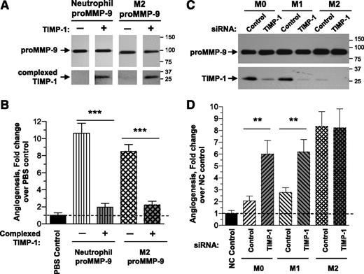 Figure 6. TIMP-1–deficient status determines high angiogenic capacity of proMMP-9 produced by human M2-polarized macrophages. (A) Complexing of neutrophil and M2 macrophage proMMP-9 with TIMP-1. Purified TIMP-free neutrophil proMMP-9 and TIMP-deficient proMMP-9 produced by M2 macrophages was incubated with fivefold molar excess of TIMP-1 and repurified by affinity chromatography on gelatin Sepharose to remove unbound TIMP-1. The original and resulting preparations were analyzed by western blotting for 92-kDa MMP-9 and 28-kDa TIMP-1, confirming efficient complexing of TIMP-1 to proMMP-9. (B) Encumbrance by TIMP-1 abrogates high angiogenesis-inducing capacity of proMMP-9. Preparations of original and TIMP-1–complexed proMMP-9 from neutrophils and M2 macrophages were incorporated into collagen mixtures to provide 3 ng of proMMP-9 per onplant. The levels of angiogenesis were analyzed 3 days later in comparison with PBS control. The data are from a representative experiment performed using from 4 to 6 embryos, each grafted with 6 collagen onplants, per condition. The data are presented as fold changes (means ± SEM) in the levels of angiogenesis induced by different proMMP-9 preparations compared with PBS control (1.0). ***P < .0001. (C) Downregulation of TIMP-1 expression by siRNA treatment. After 7-day differentiation of monocytes into mature M0 macrophages and M0 macrophage polarization into M1 and M2 phenotypes, the cells were transfected with control or TIMP-1 siRNA constructs. CM from siRNA-treated mature M0 and polarized M1 and M2 macrophages was analyzed by western blotting for levels of proMMP-9 and TIMP-1. Note that TIMP-1 siRNA treatment did not affect the levels of proMMP-9 production, but significantly downregulated TIMP-1 expression in M0 and M1 macrophages. (D) Downregulation of TIMP-1 in the TIMP-1–expressing M0 and M2 macrophages induces their angiogenic capacity. Low levels of TIMP-1 expression and production correlates with high levels of angiogenesis induced by mature and polarized macrophages. Mature M0 and polarized M1 and M2 macrophages were treated with control or TIMP-1 siRNA and incorporated into collagen mixtures to provide 1 × 104 cells per collagen onplant. Negative control contained no cells (NC). The data are presented as fold changes (means ± SEM) in the levels of angiogenesis compared with NC control (1.0). Note that significant downregulation of TIMP-1 in M0 and M1 macrophages results in a significant increase of their angiogenic capacity. **P < .01.