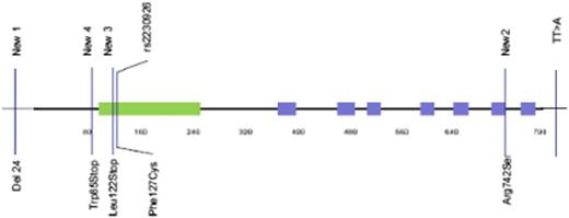 Figure 1. Location of germline and somatic mutations of TNFAIP3 on the A20 protein. The green zone represents the ovarian tumor domain; the blue zones represent zinc finger domains. Four germline and potential coding mutations of TNFAIP3 were identified among pSS and lymphoma patients. Two of them have already been described: rs2230926, consisting of the substitution of a thymine with a guanine, resulting in the Cys127 protein, and the TT>A polymorphic dinucleotide located in 3′ untranslated region. We described 2 new mutations: a deletion of 24 bp in exon 1 (New 1) and a substitution of guanine with thymine in exon 9, resulting in the 742Ser protein (New 2). Two new and potential coding mutations of TNFAIP3 were identified among lymphoma sequences. New 3 corresponds to the insertion of 2 guanines in exon 3, leading to a truncated protein (Stop122). New 4 is a guanine to adenine mutation in exon 2 (New 4), leading to a stop codon at position 85.